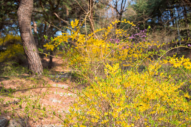 Azaleas and Forsythias  Bloom in Seoul, Korea