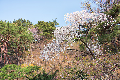 Beautiful cherry blossom scenery that blooms in Imutaike