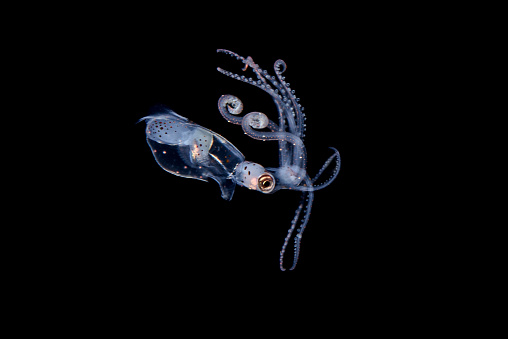 Larval enope squid.\nBalayan bay, Anilao, Philippines