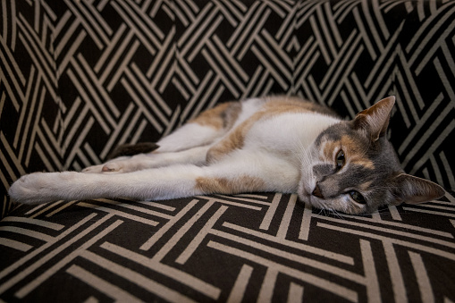 A beautiful domestic cat relaxing at home sleeping on the sofa