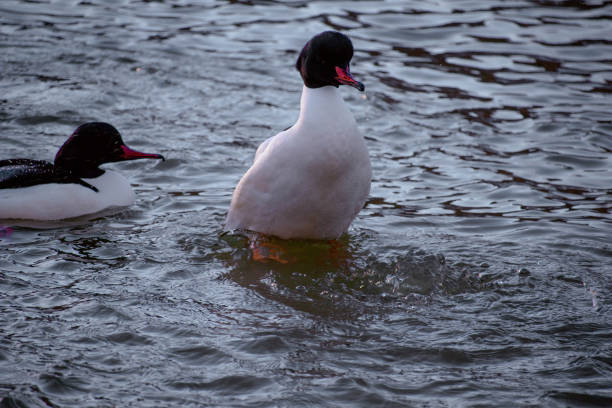 Male common merganser or goosander (mergus merganser) floating on water