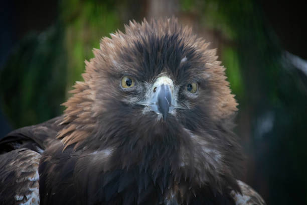 Portrait of Golden Eagle (Aquila chrysaetos). Golden eagle close-up, mighty eagle