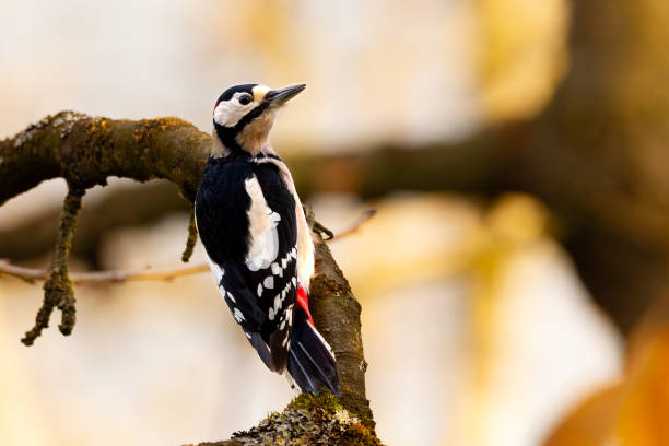 istock Colourful woodpecch in the tree 1926645064