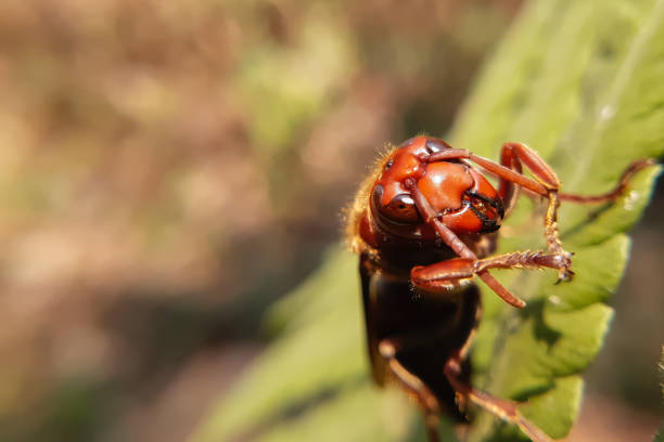 istock Closeup macro of a asian hornet head 1926649185