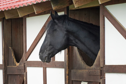 Head of a black horse in a stable