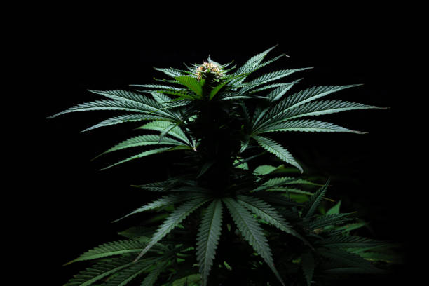 istock Amnesia Haze cannabis strain close-up shot dark background 1926662927