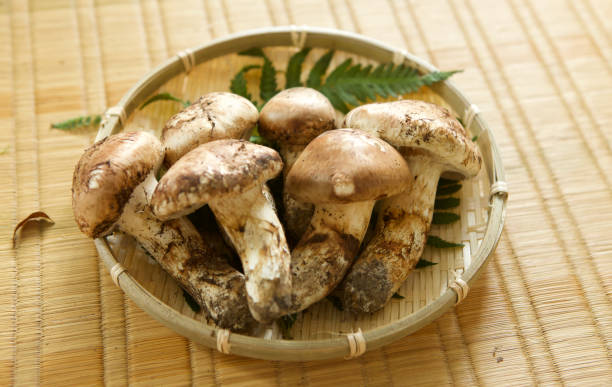 Matsutake japanese mushroom matsutake matsutake mushroom stock pictures, royalty-free photos & images