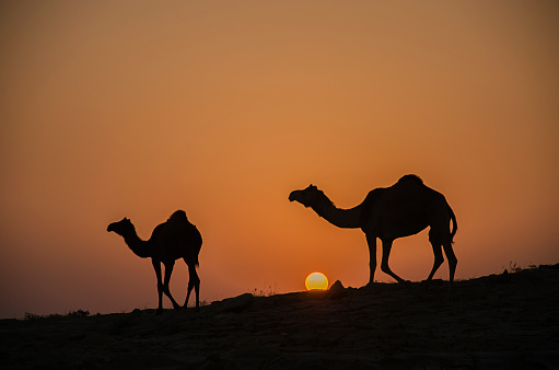 Camels rest in the desert next to the pyramids