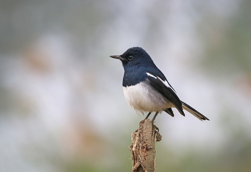 Oriental magpie-robin(Copsychus saularis)is a small passerine bird that was formerly classed as a member of the thrush family Turdidae.