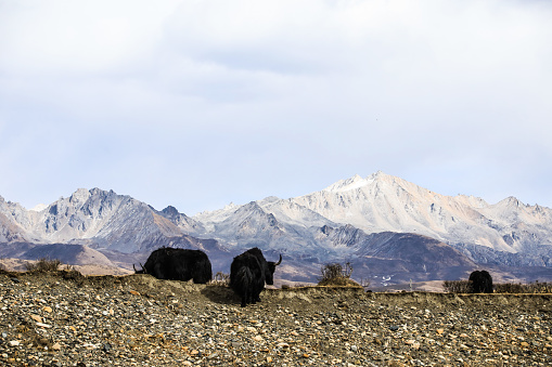 Herd of yaks under the snow-capped mountains in Tibetan area