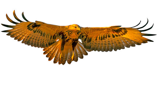 istock Flying bird of prey. Isolated image. White Background. 1926702526