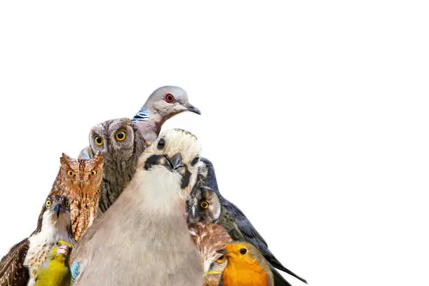 Photo of Bird family.  Isolated image. White background.