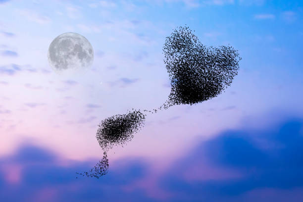 istock Birds dancing. Sunset sky background. Birds: Starling. 1926703603