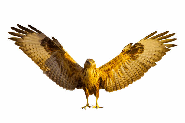 istock Bird of prey. Isolated image. White Background. 1926703618