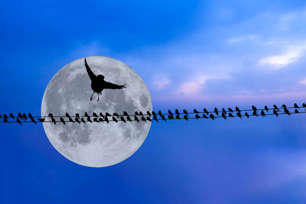 Birds perched on wire in front of moonscape.