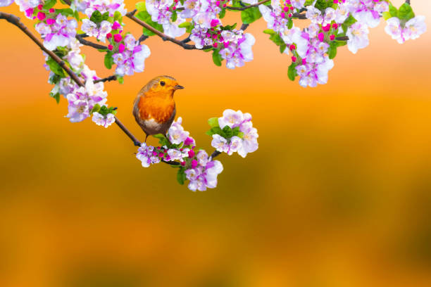 istock A bird in a wonderful nature view. Clean strong background. Robin. 1926704177