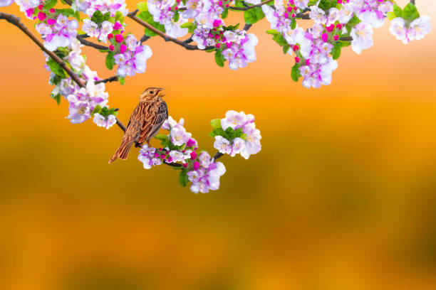 Spring nature.