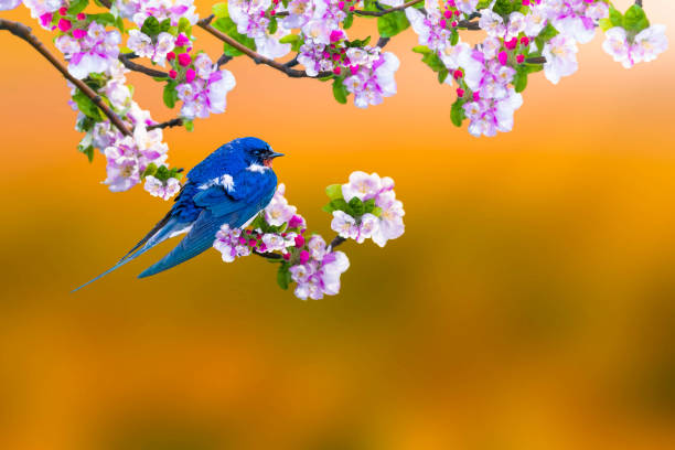 Spring nature.