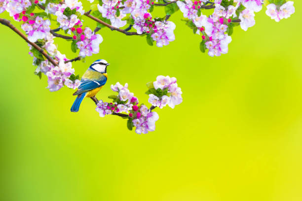 Spring nature.