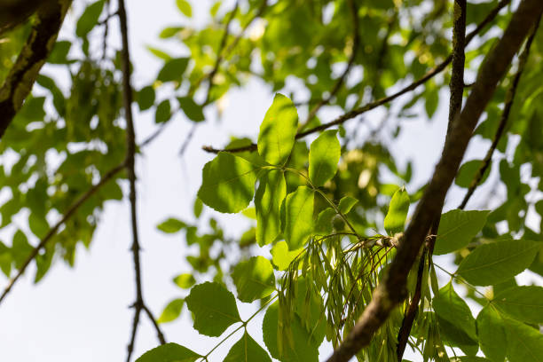 istock Ash tree at the end of the summer season 1926731848