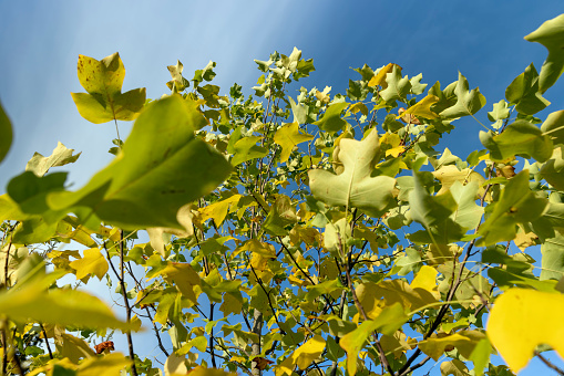 yellowing foliage on a tulip tree in autumn weather, a tulip tree during the autumn season before leaf fall