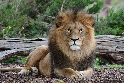 Black And White Male And Female Lion Sitting On The Black Background