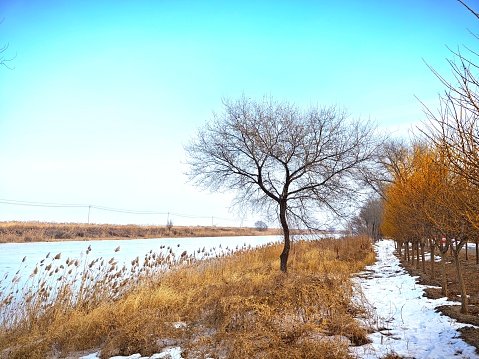 winter scenery:  frozen river, trees and riverbank