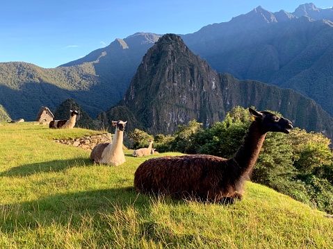 Herd of llamas in the Machu Picchu Peru