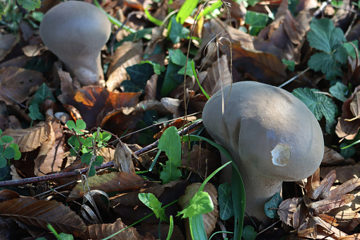 Shaggy Inkcap Coprunus comatus in a woodland in low evening light, North Yorkshire, England, United Kingdom