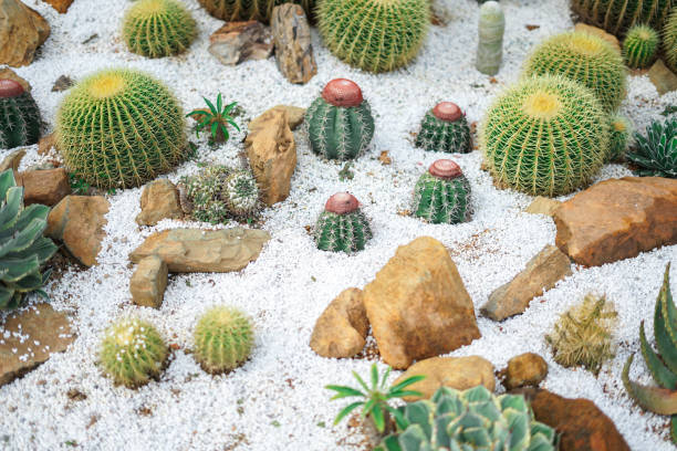 istock Beautiful Cactus garden, Botanical garden. 1926791767