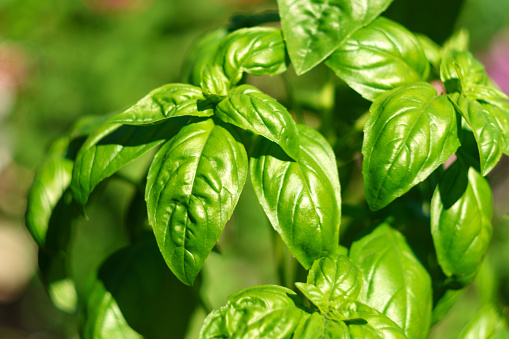 Harvesting basil. It is native to tropical regions and is used in cuisines worldwide.