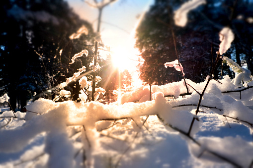 A calm, frozen winter scene. Amazing nature background. Frozen tree at sunrise close up. Winter wonderland. Idyllic nature.