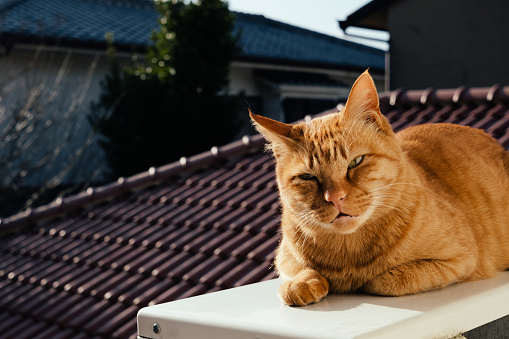 A cat sunbathing on the outdoor unit on the upper floor