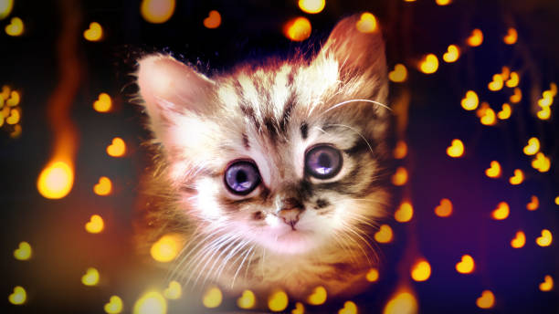 istock Pretty cute kitten  on blurred dark glittering background. Festive background.  Tabby cat. Funny pets. Valentines Day, Birthday, Dating. String light, flare bokeh 1926818031