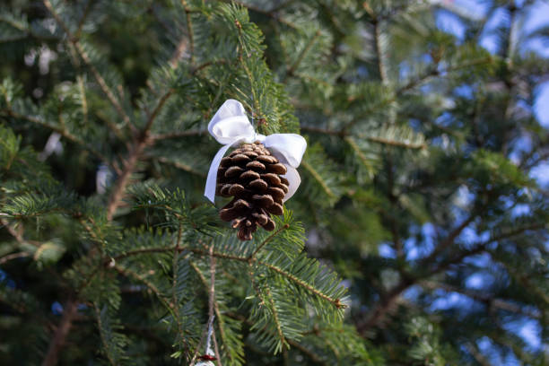 Pine cone with a white satin bow in a fir tree with blue sky in the background, organic christmas decorations