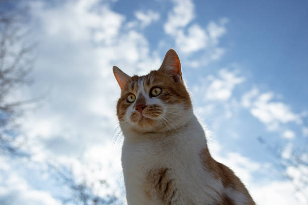 A green-eyed cat in a public park in spring