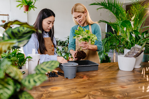 Plants business, start up: two women in aprons care for plants in the store using a watering can, garden tools, fresh soil on a wooden table.