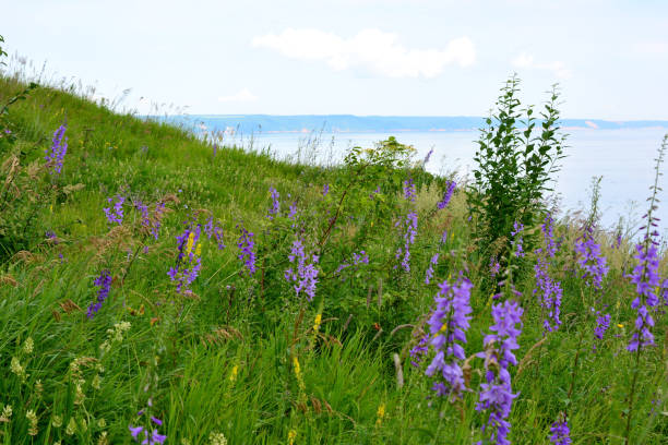 istock green hill covered with bluebells with river on background copy space 1926862917
