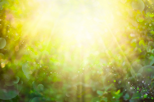 Beautiful green bokeh nature background with sun rays and lens flares