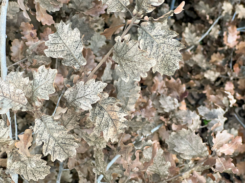 Dry leaves of young oak on a branch. Autumn composition, cold season