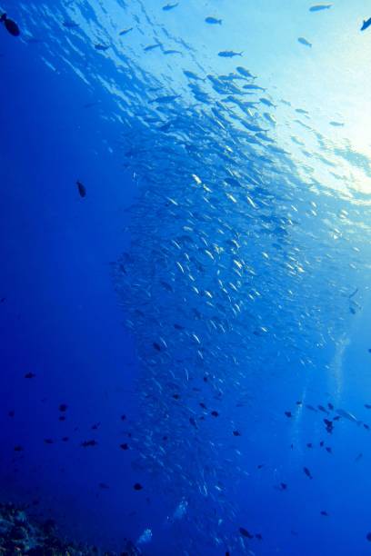 istock Scuba diving at Blue corner in Palau 1926898522