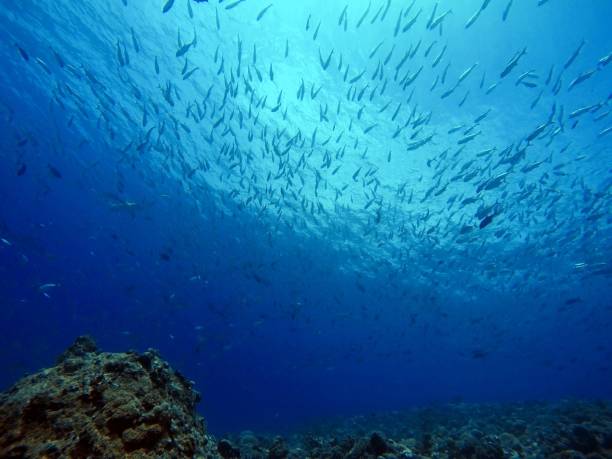 istock Scuba diving at Blue corner in Palau 1926899054