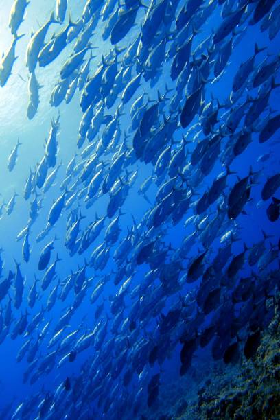 istock Scuba diving at Blue corner in Palau 1926900112