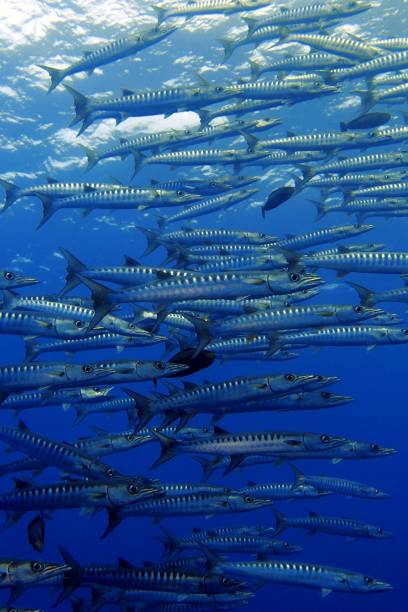 istock Scuba diving at Blue corner in Palau 1926901182