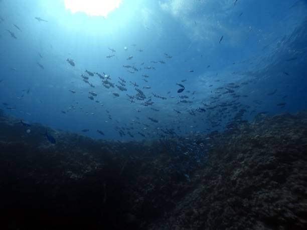 istock Scuba diving at Blue corner in Palau 1926902317