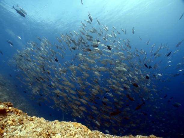 istock Scuba diving at Blue corner in Palau 1926902838