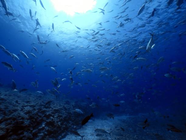 istock Scuba diving at Blue corner in Palau 1926903966