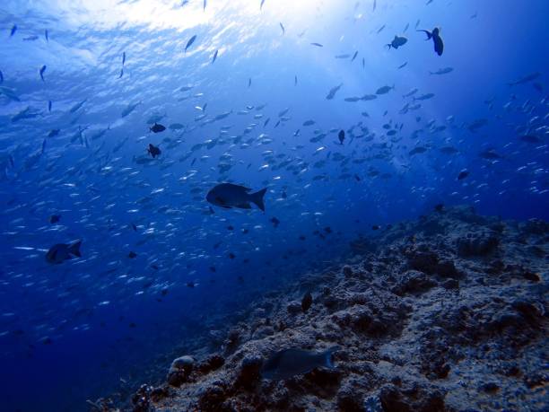 istock Scuba diving at Blue corner in Palau 1926904493
