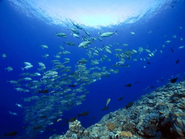 istock Scuba diving at Blue corner in Palau 1926906726