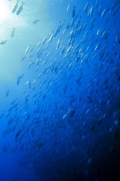 istock Scuba diving at Blue corner in Palau 1926907289